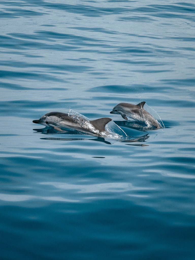 Rencontre dauphin Lavandou