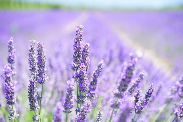 Provence lavender field