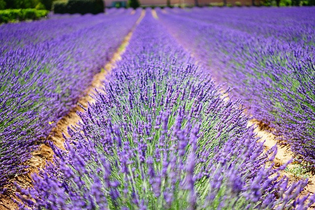 Provence lavender field