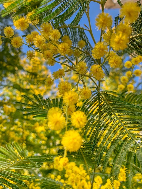 Route du Mimosas Var